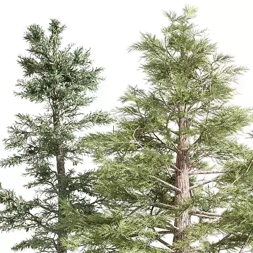 4diffrent tree Western Red Cedar Norway Spruce