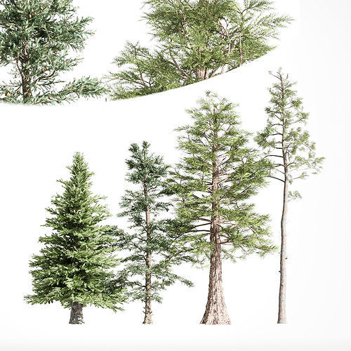 4diffrent tree Western Red Cedar Norway Spruce 3D model