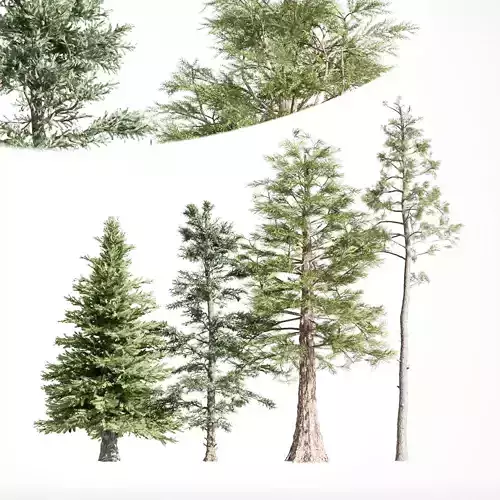 4diffrent tree Western Red Cedar Norway Spruce 3D model