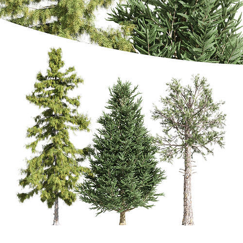 3diffrent tree Loblolly Pine 3D model