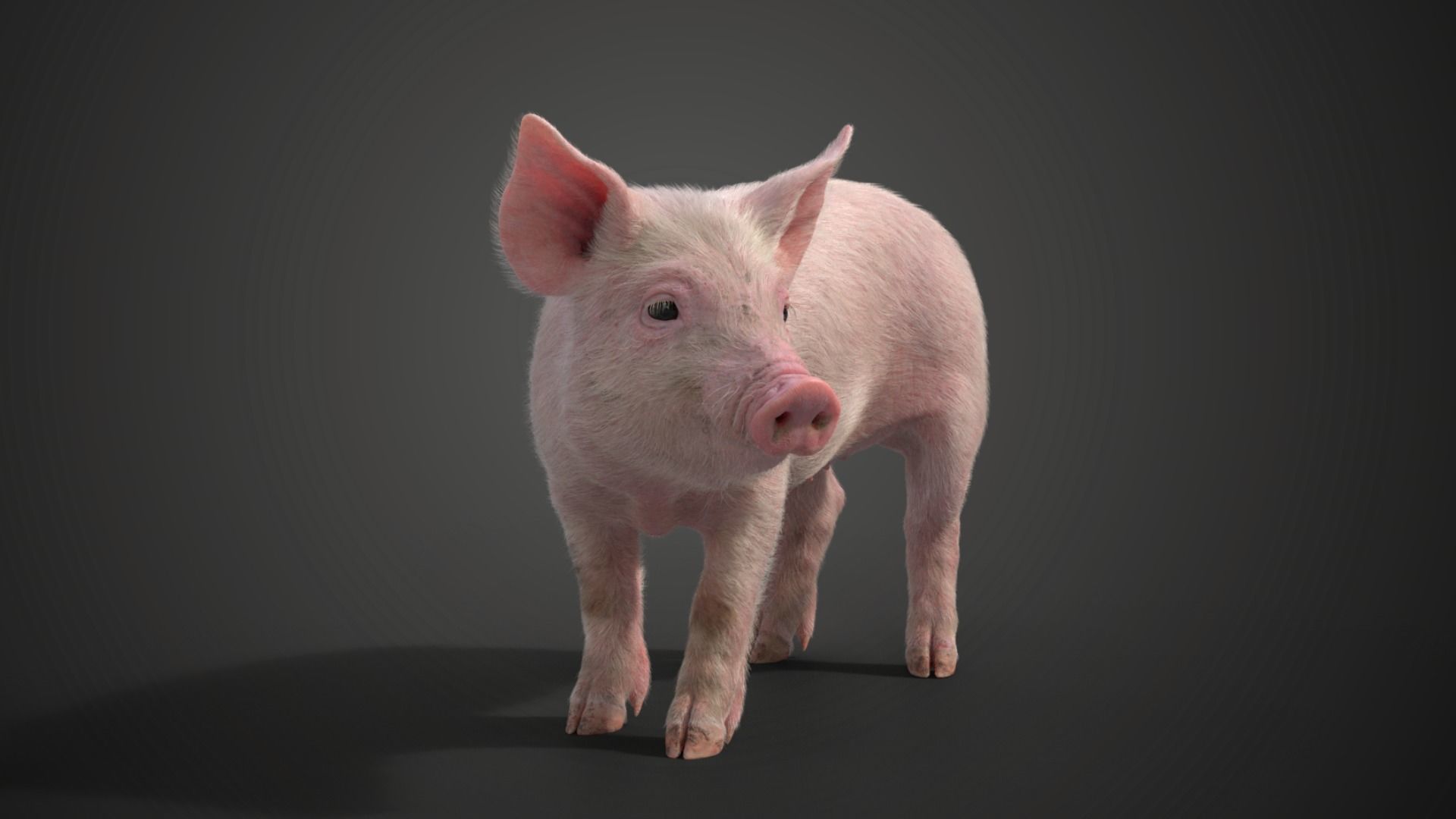 Piggy with 2 Animations  VFX Grace 3D model_6