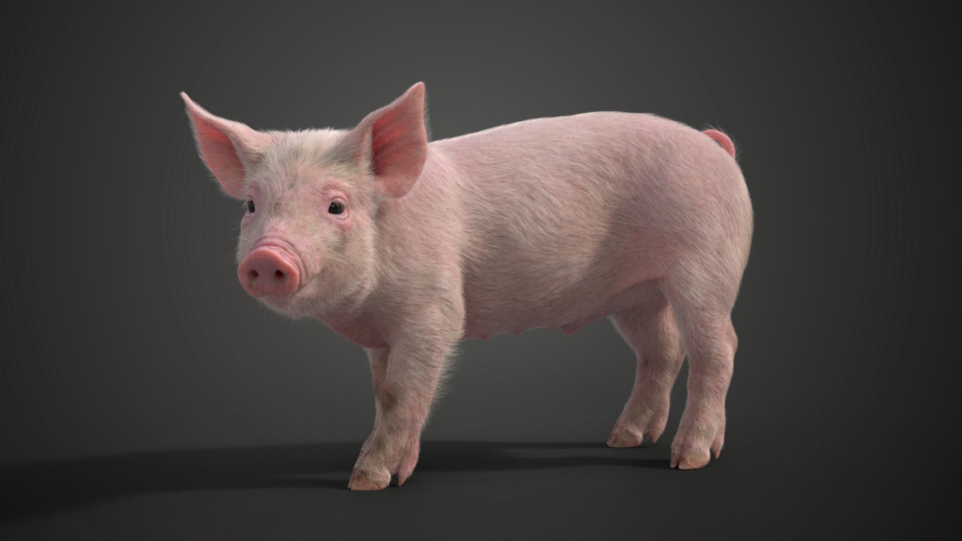 Piggy with 2 Animations  VFX Grace 3D model_4