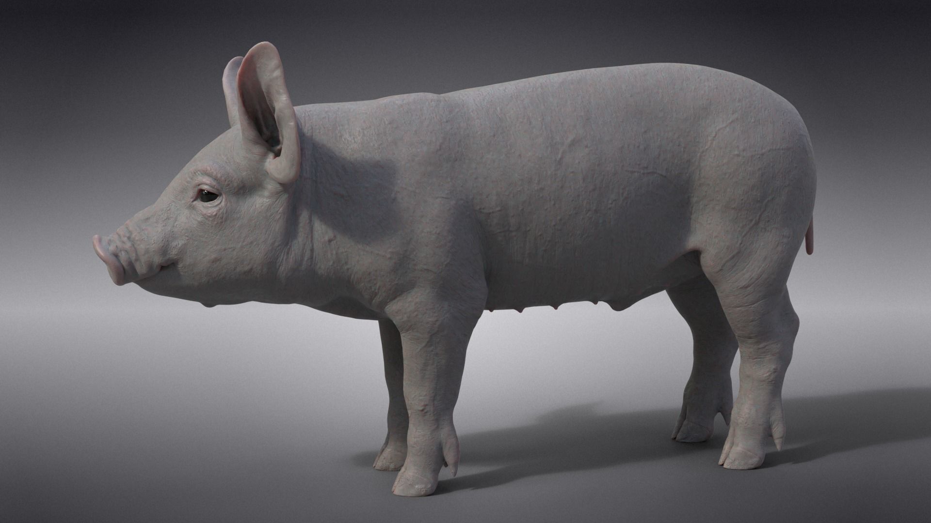 Piggy with 2 Animations  VFX Grace 3D model_10