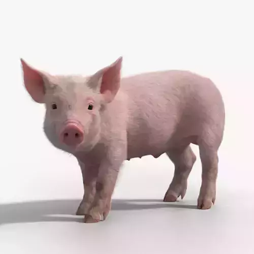 Piggy with 2 Animations  VFX Grace 3D model