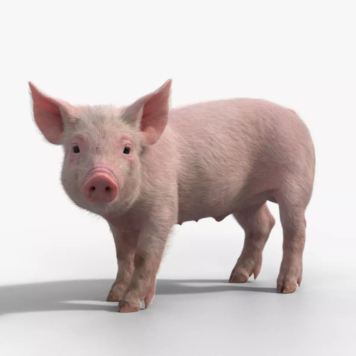Piggy with 2 Animations  VFX Grace 3D model_0