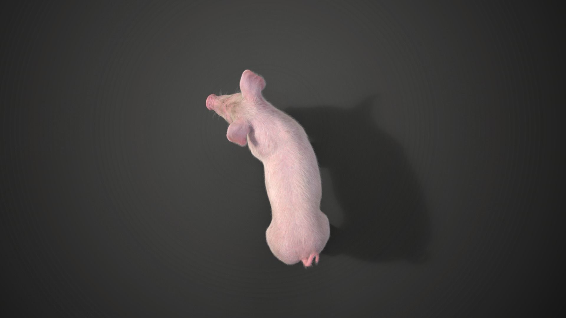 Piggy with 2 Animations  VFX Grace 3D model_9