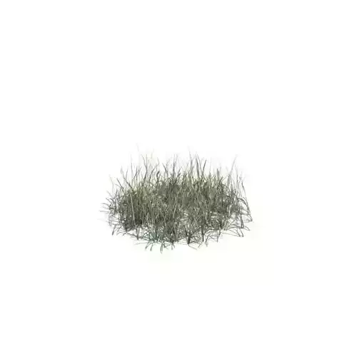 Green Small Grass