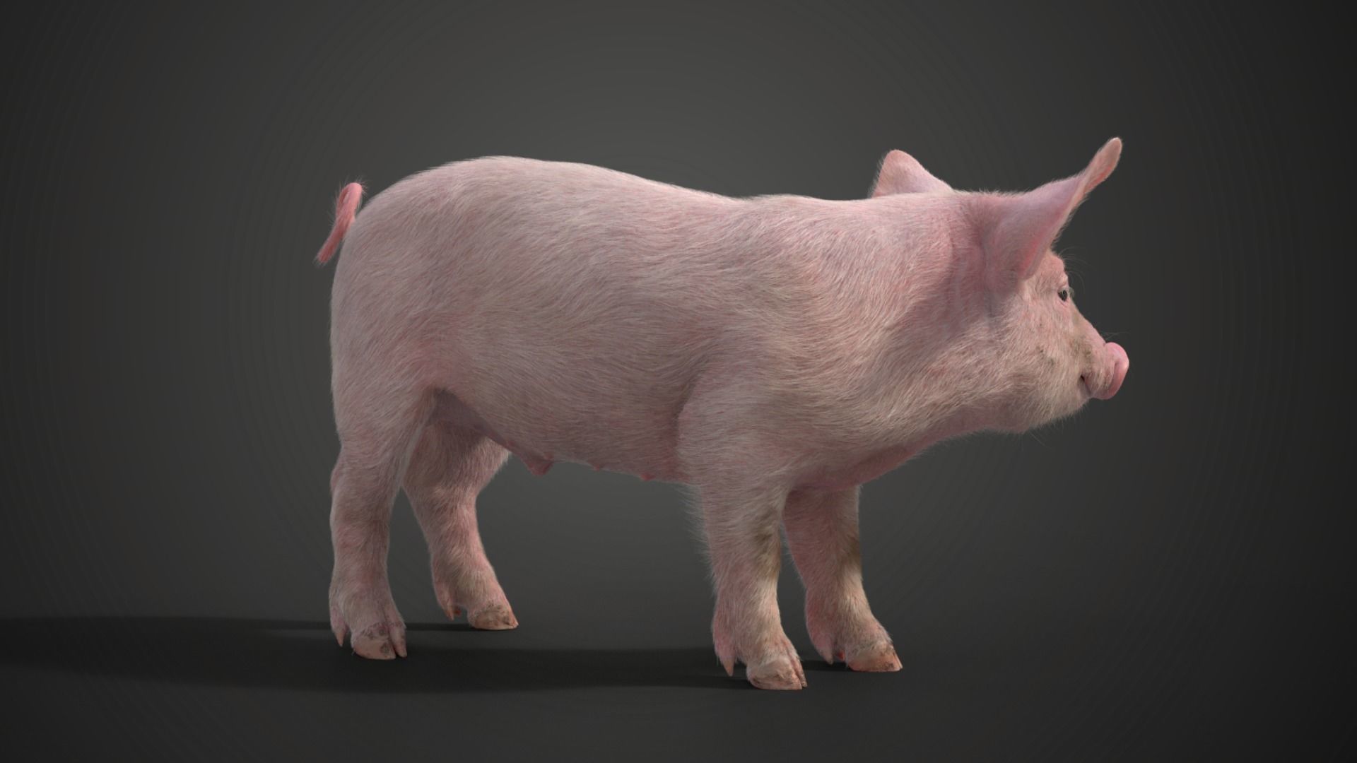 Piggy with 5 Animations VFX Grace 3D model_14