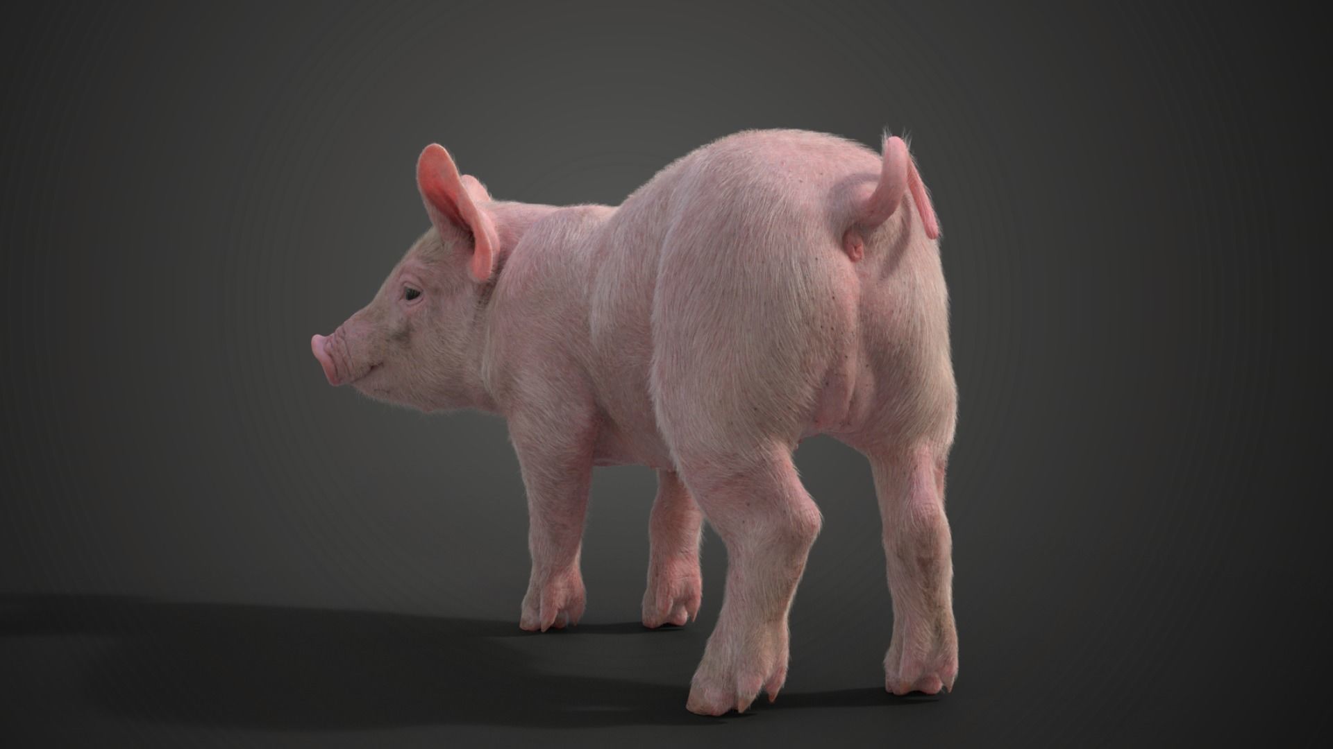 Piggy with 5 Animations VFX Grace 3D model_15