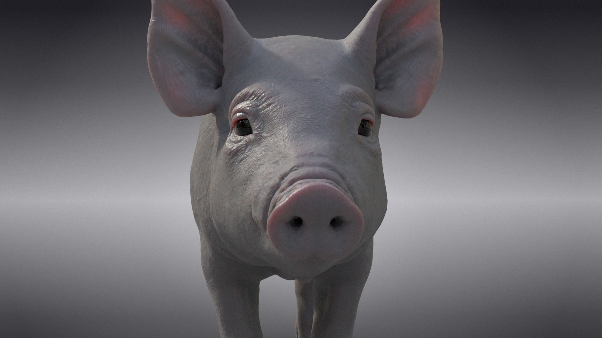 Piggy with 5 Animations VFX Grace 3D model_18