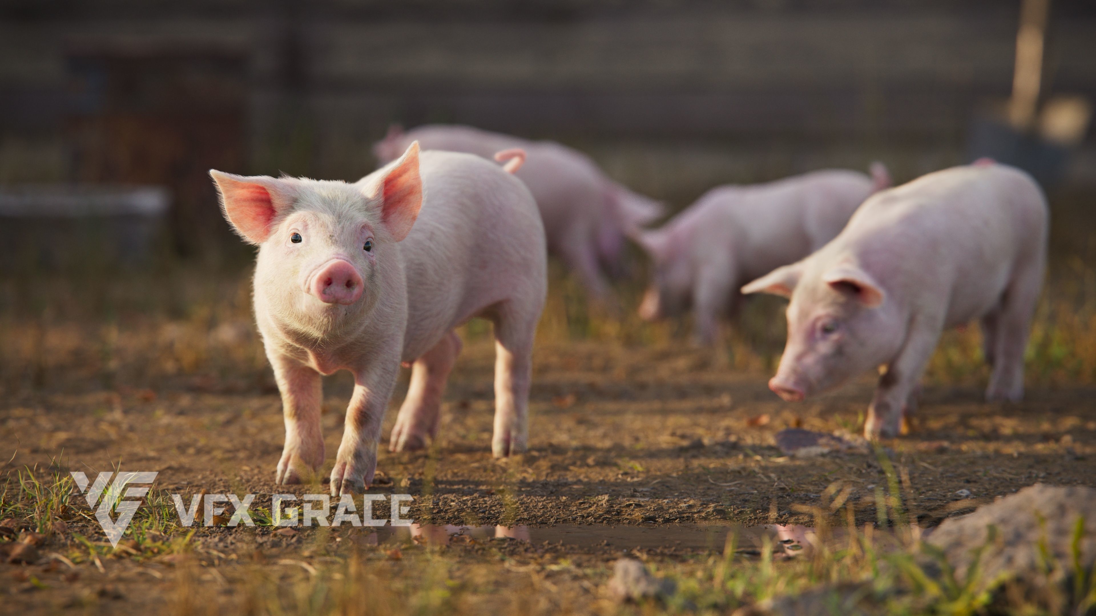 Piggy with 5 Animations VFX Grace 3D model_7