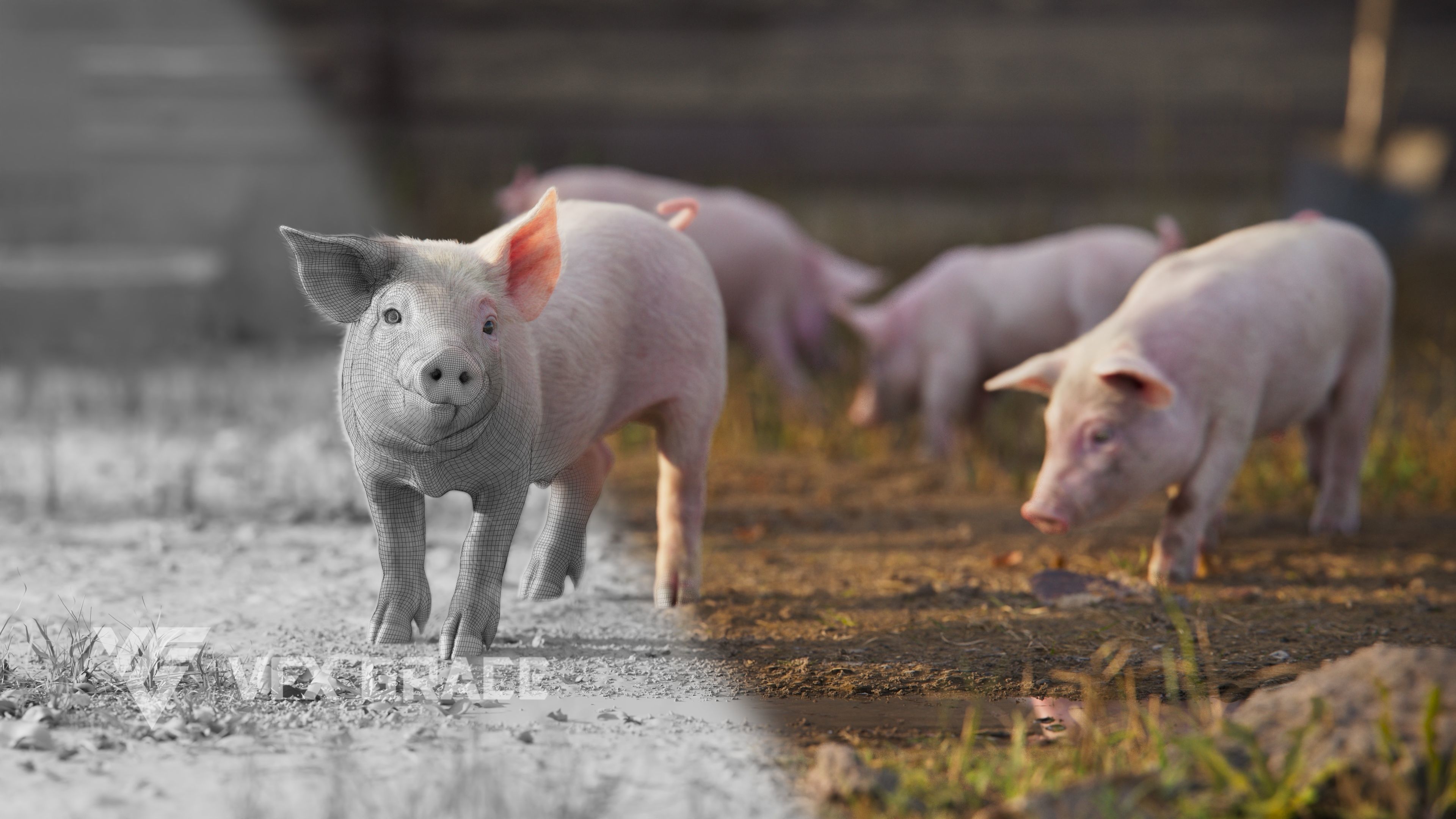 Piggy with 5 Animations VFX Grace 3D model_8