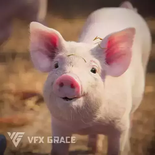 Piggy with 5 Animations VFX Grace 3D model