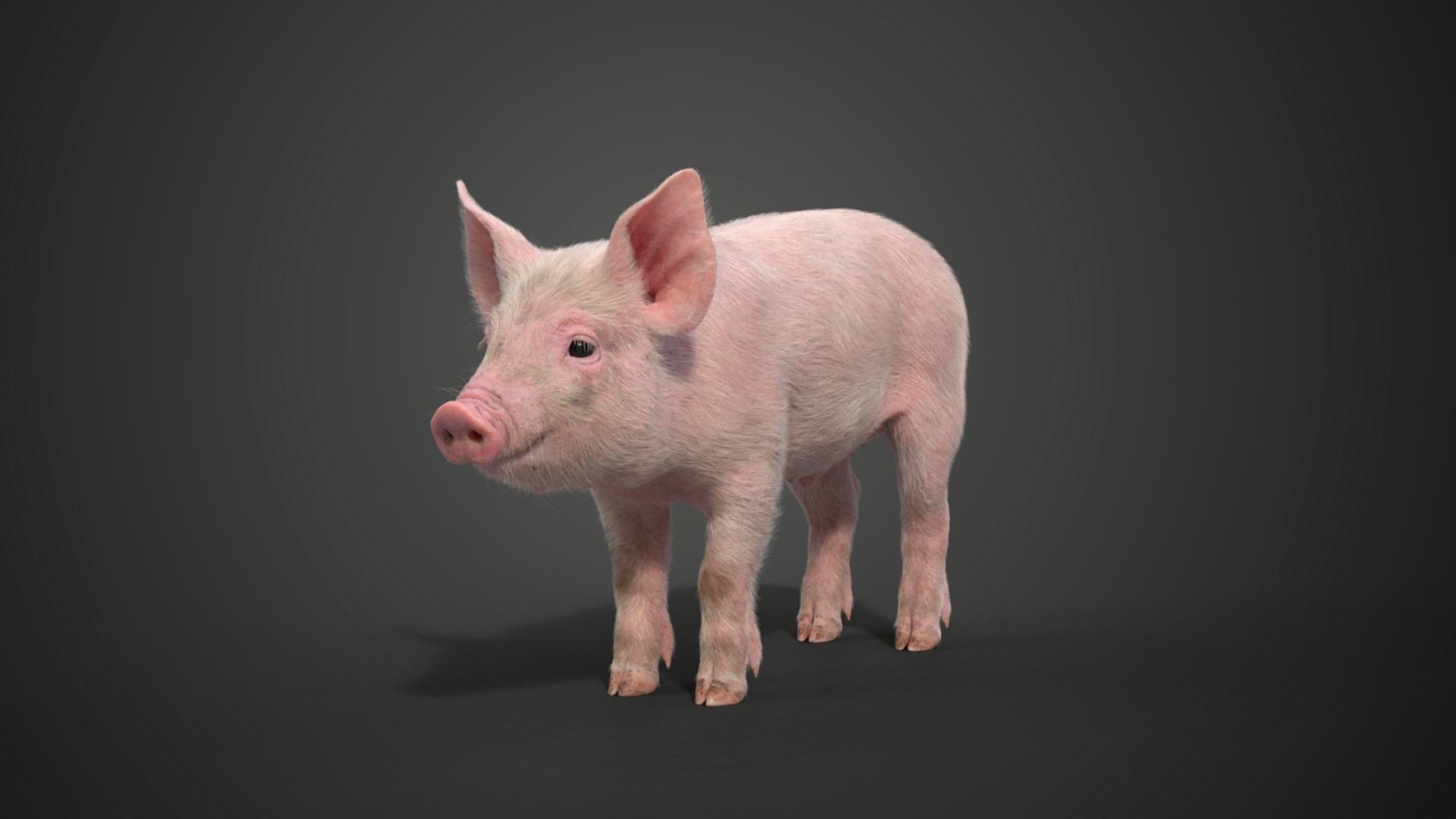 Piggy with 5 Animations VFX Grace 3D model_12