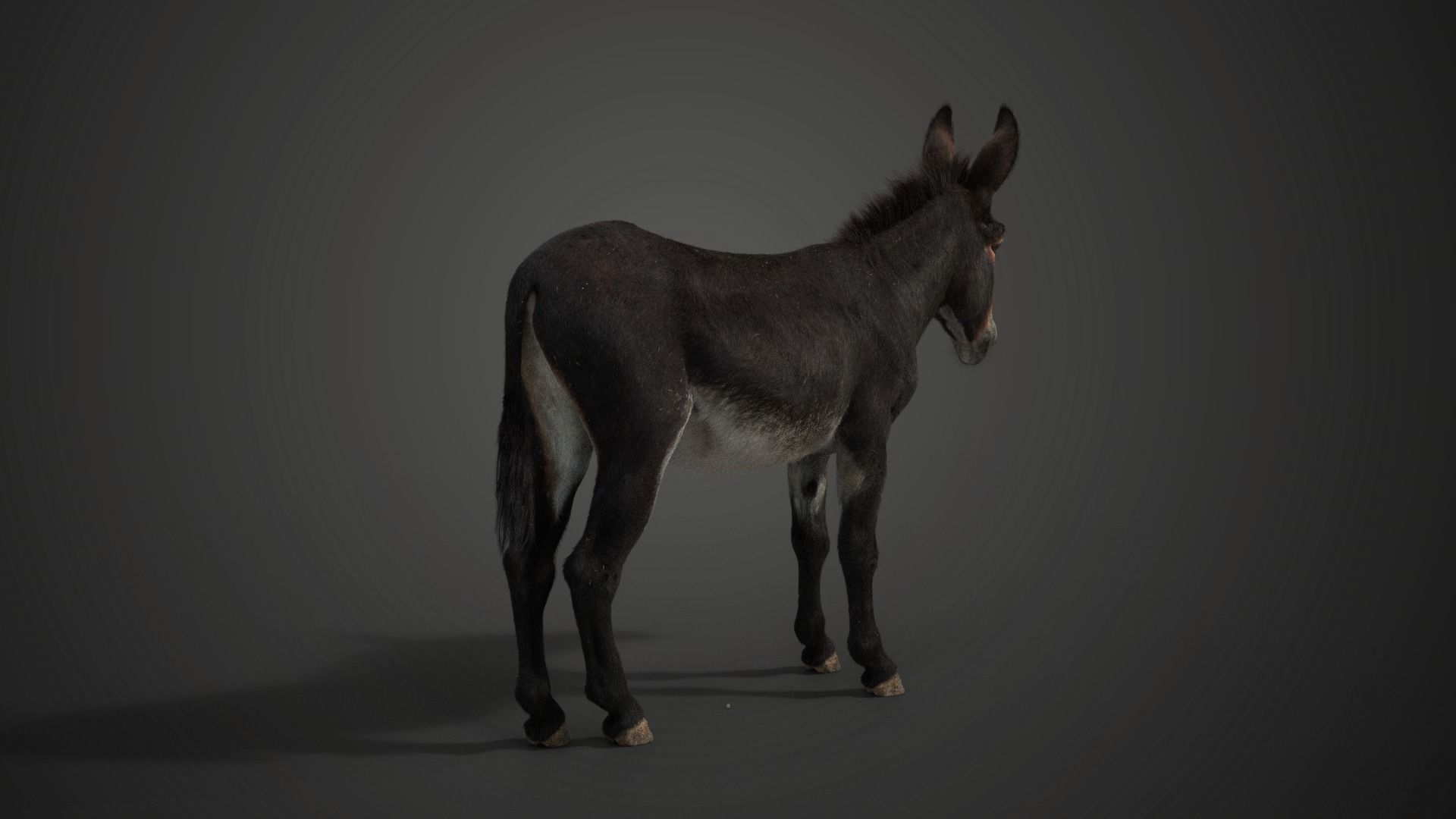 Donkey Summer with 2 Animations VFX Grace 3D model_7