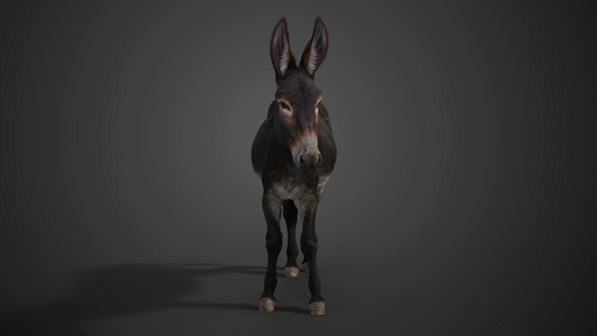 Donkey Summer with 2 Animations VFX Grace 3D model_5