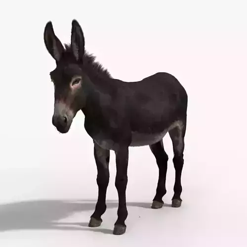 Donkey Summer with 2 Animations  VFX Grace 3D model