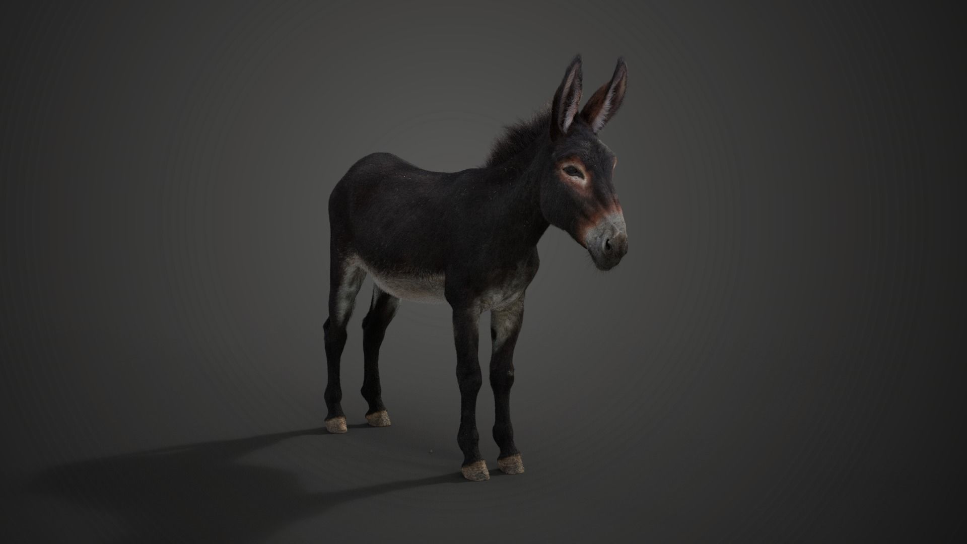 Donkey Summer with 2 Animations VFX Grace 3D model_4