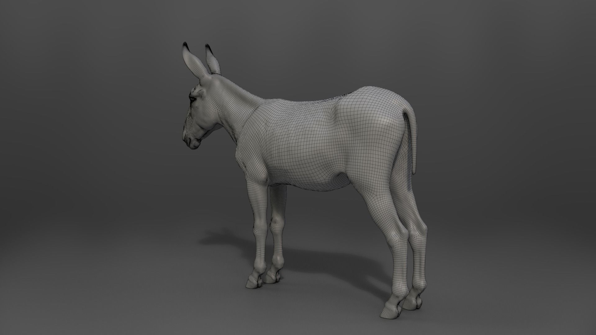 Donkey Summer with 4 Animations VFX Grace 3D model_22