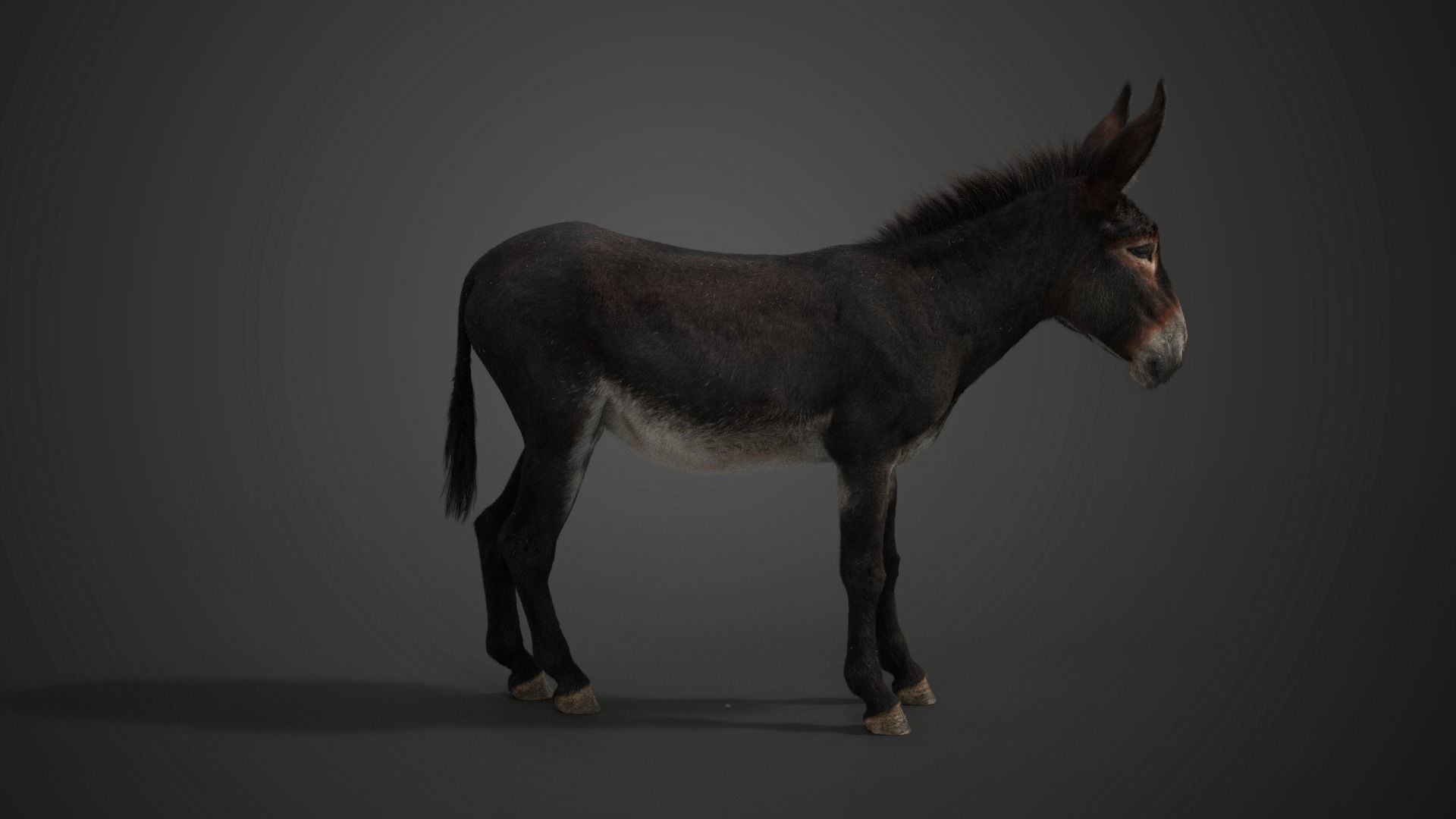 Donkey Summer with 4 Animations VFX Grace 3D model_9