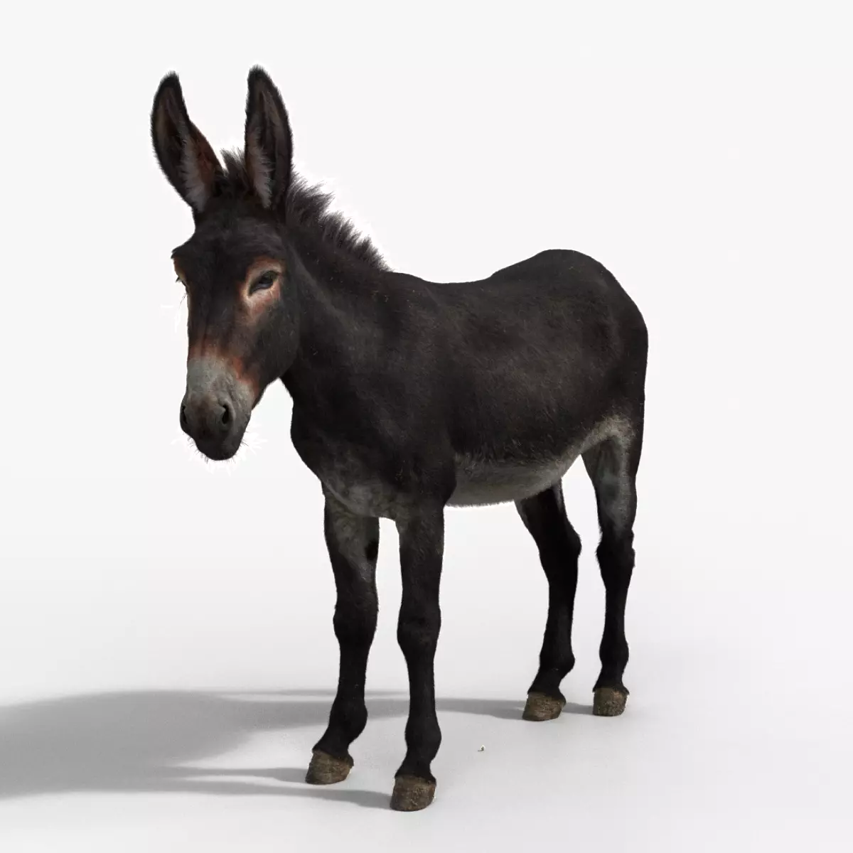 Donkey Summer with 4 Animations VFX Grace 3D model_0