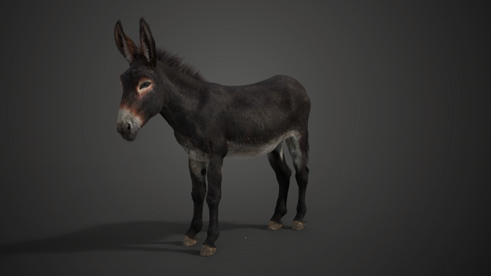 Donkey Summer with 4 Animations VFX Grace 3D model_6