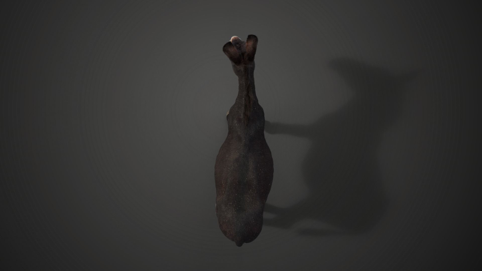 Donkey Summer with 4 Animations VFX Grace 3D model_11