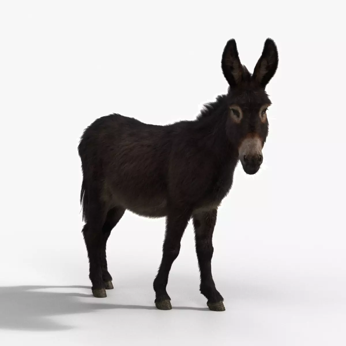 Donkey Winter with 2 Animations  VFX Grace 3D model_0