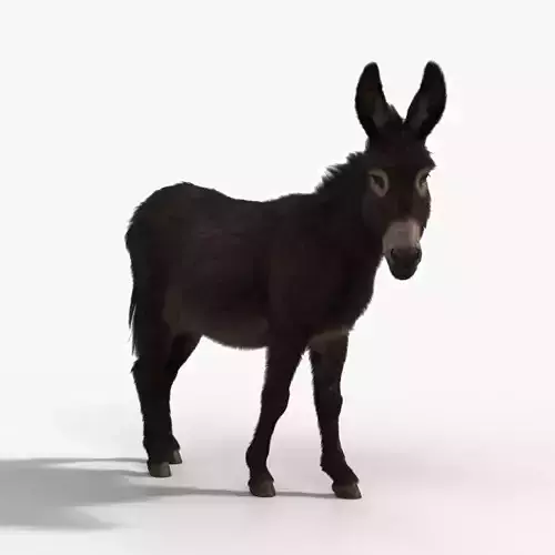 Donkey Winter with 2 Animations  VFX Grace 3D model