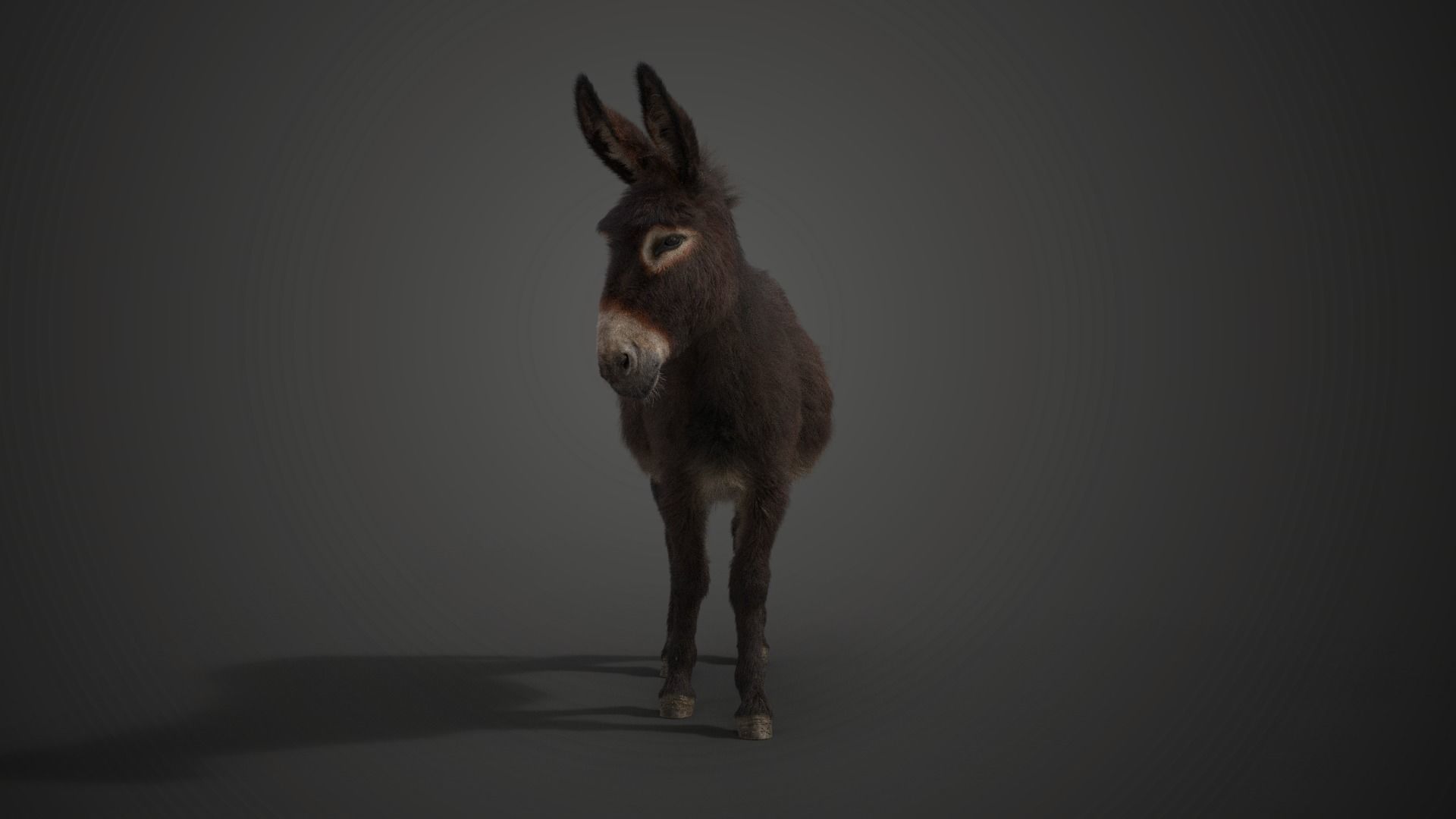 Donkey Winter with 2 Animations  VFX Grace 3D model_8
