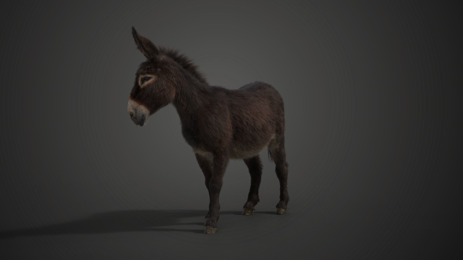 Donkey Winter with 2 Animations  VFX Grace 3D model_6