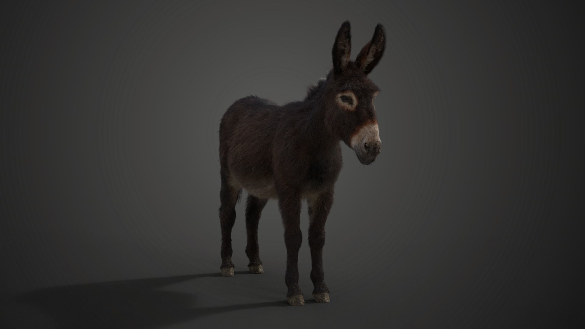 Donkey Winter with 2 Animations  VFX Grace 3D model_14