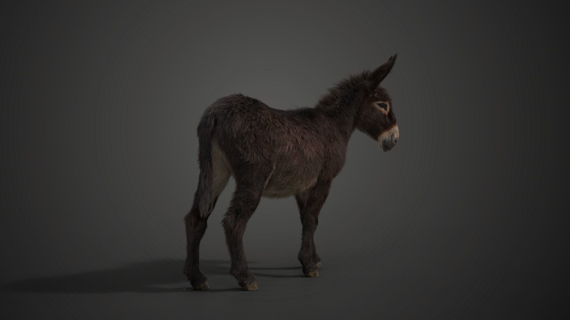 Donkey Winter with 2 Animations  VFX Grace 3D model_5