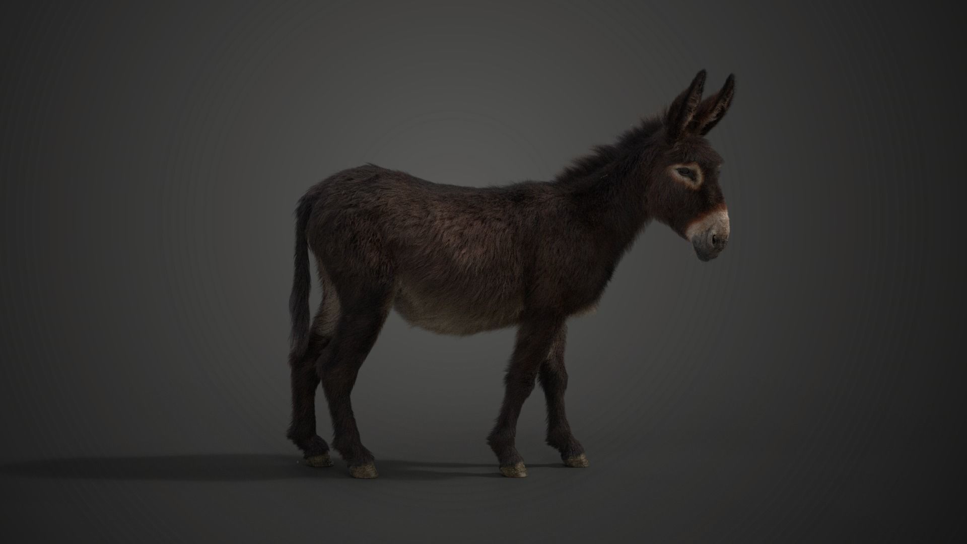 Donkey Winter with 2 Animations  VFX Grace 3D model_4