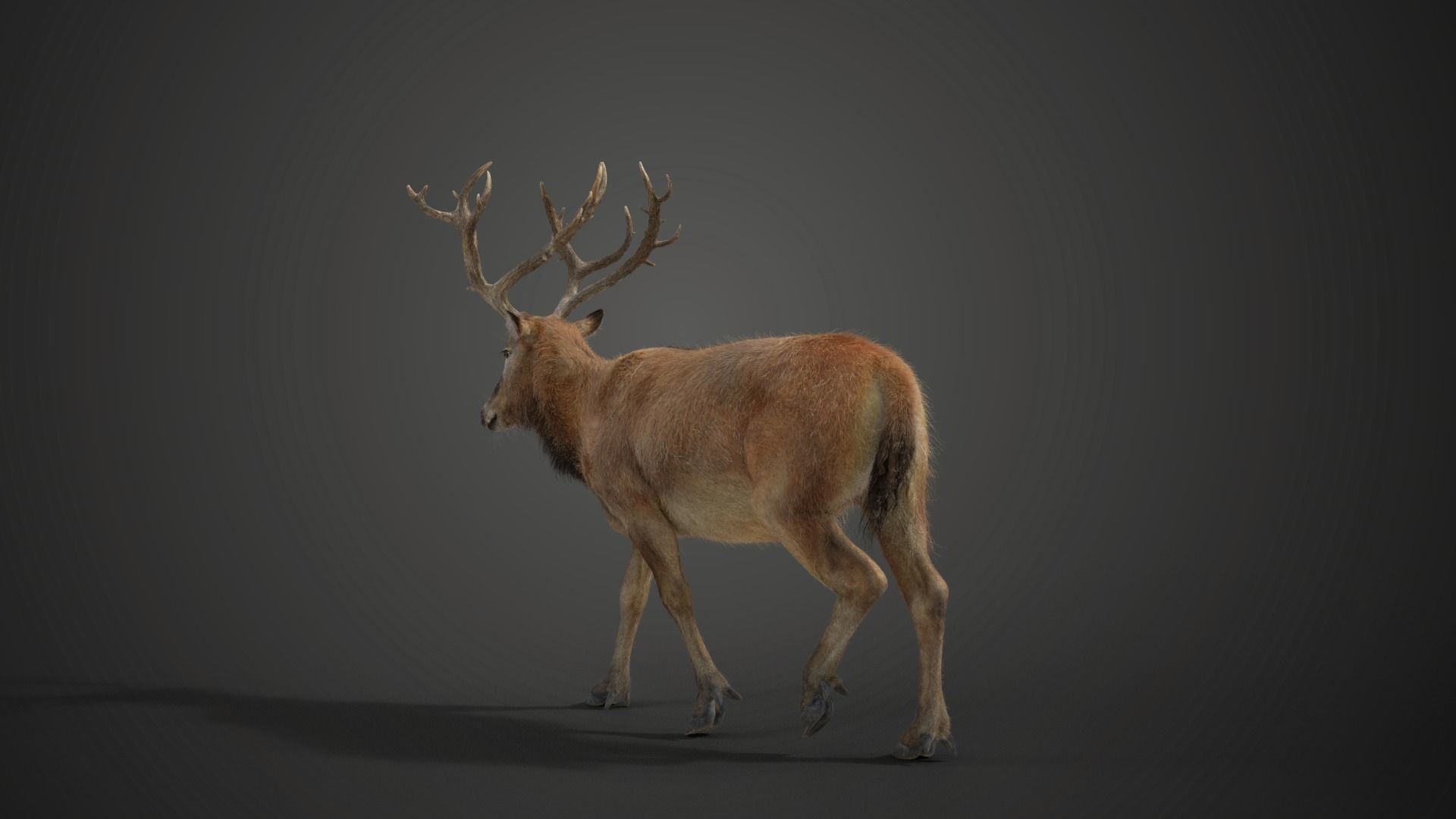 Male Deer with 5 Animations  VFX Grace 3D model_16