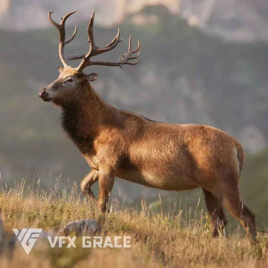 Male Deer with 5 Animations  VFX Grace 3D model_0