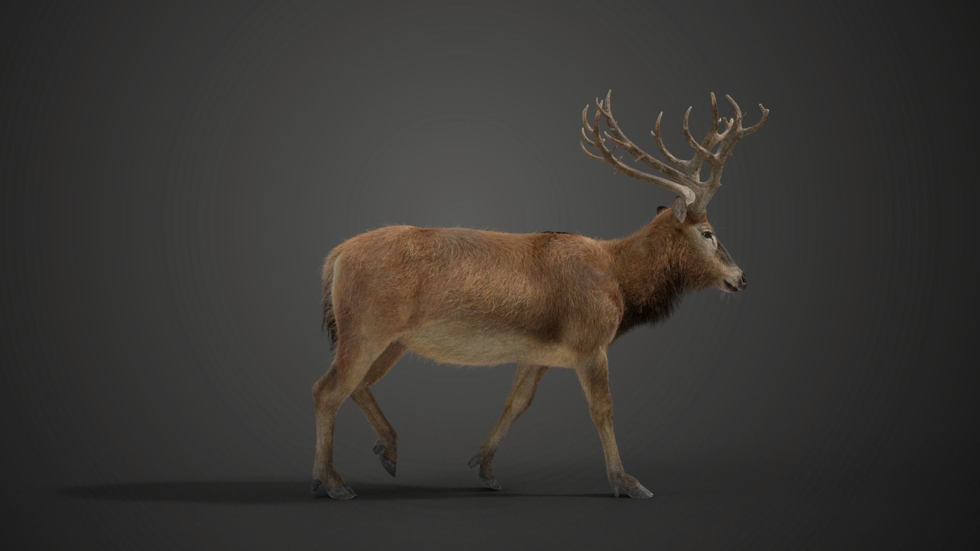Male Deer with 5 Animations  VFX Grace 3D model_15