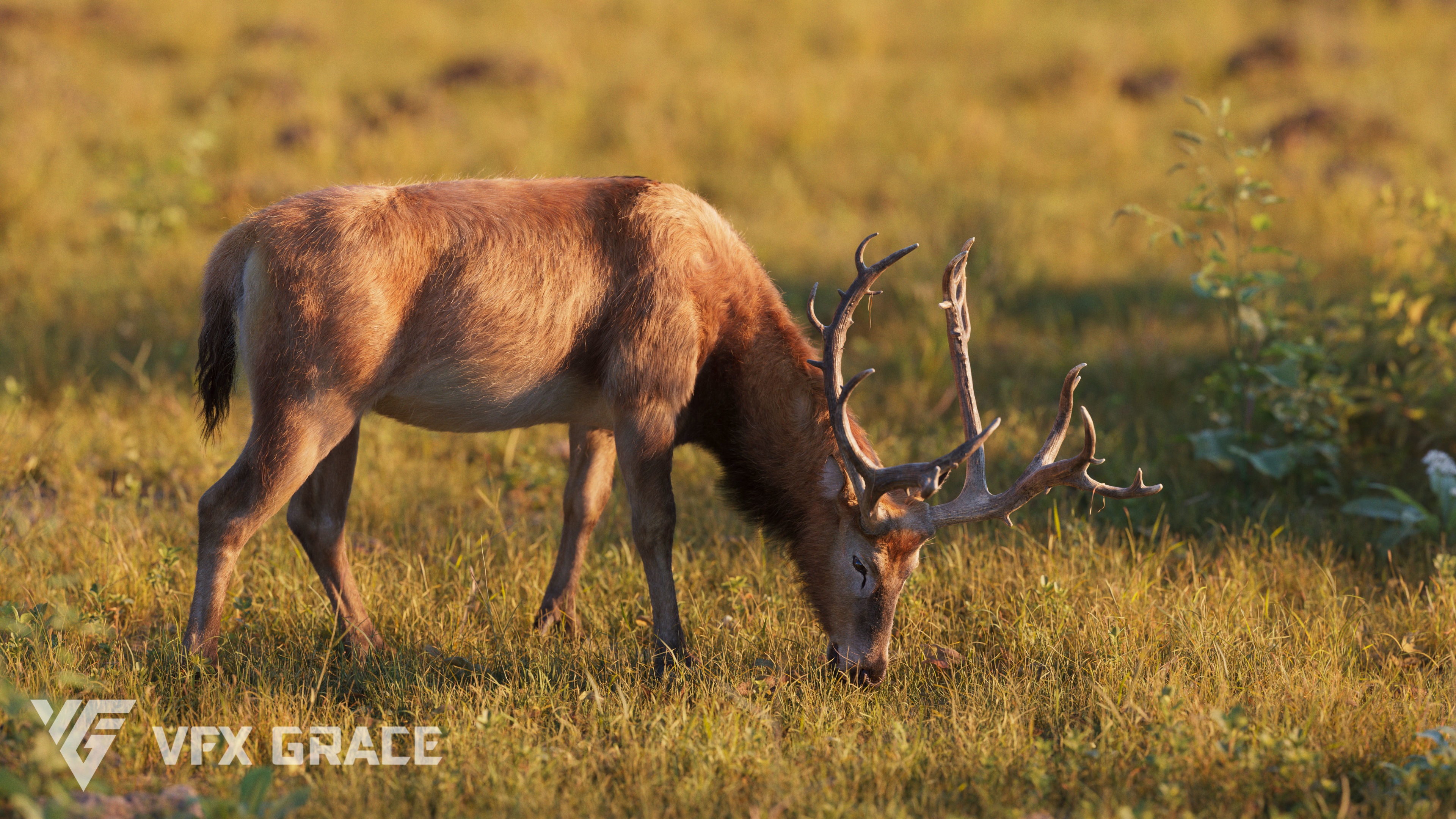 Male Deer with 5 Animations  VFX Grace 3D model_10