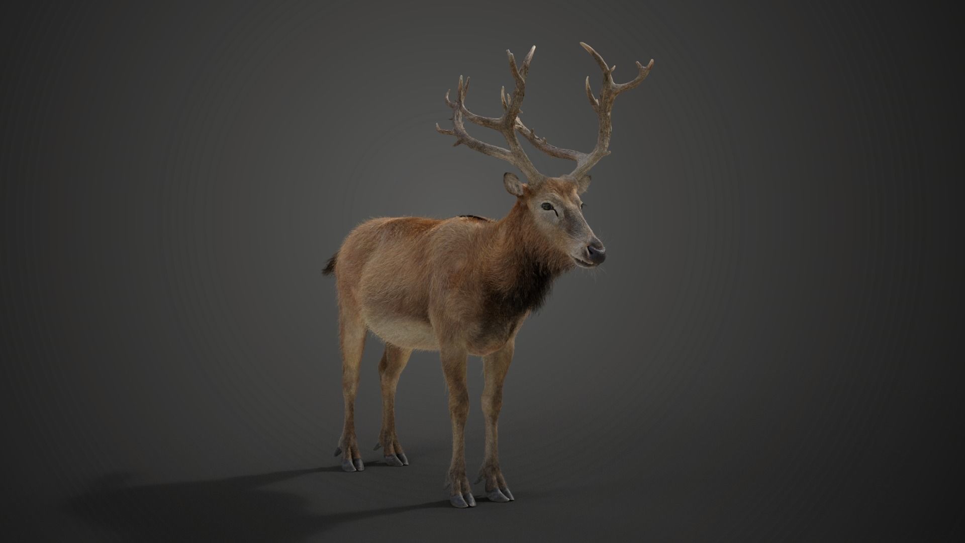 Male Deer with 5 Animations  VFX Grace 3D model_12