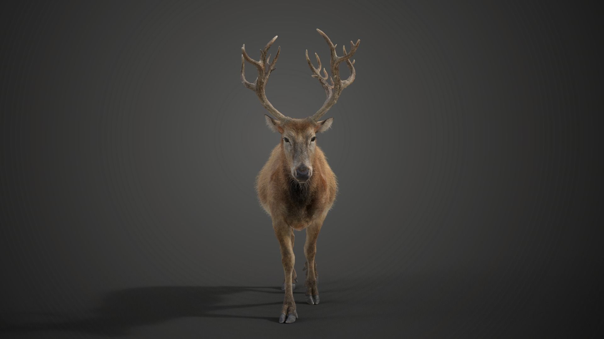 Male Deer with 5 Animations  VFX Grace 3D model_14