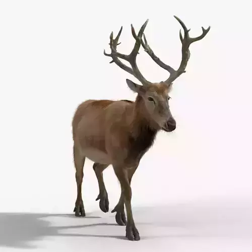 Male Deer with 2 Animations  VFX Grace 3D model