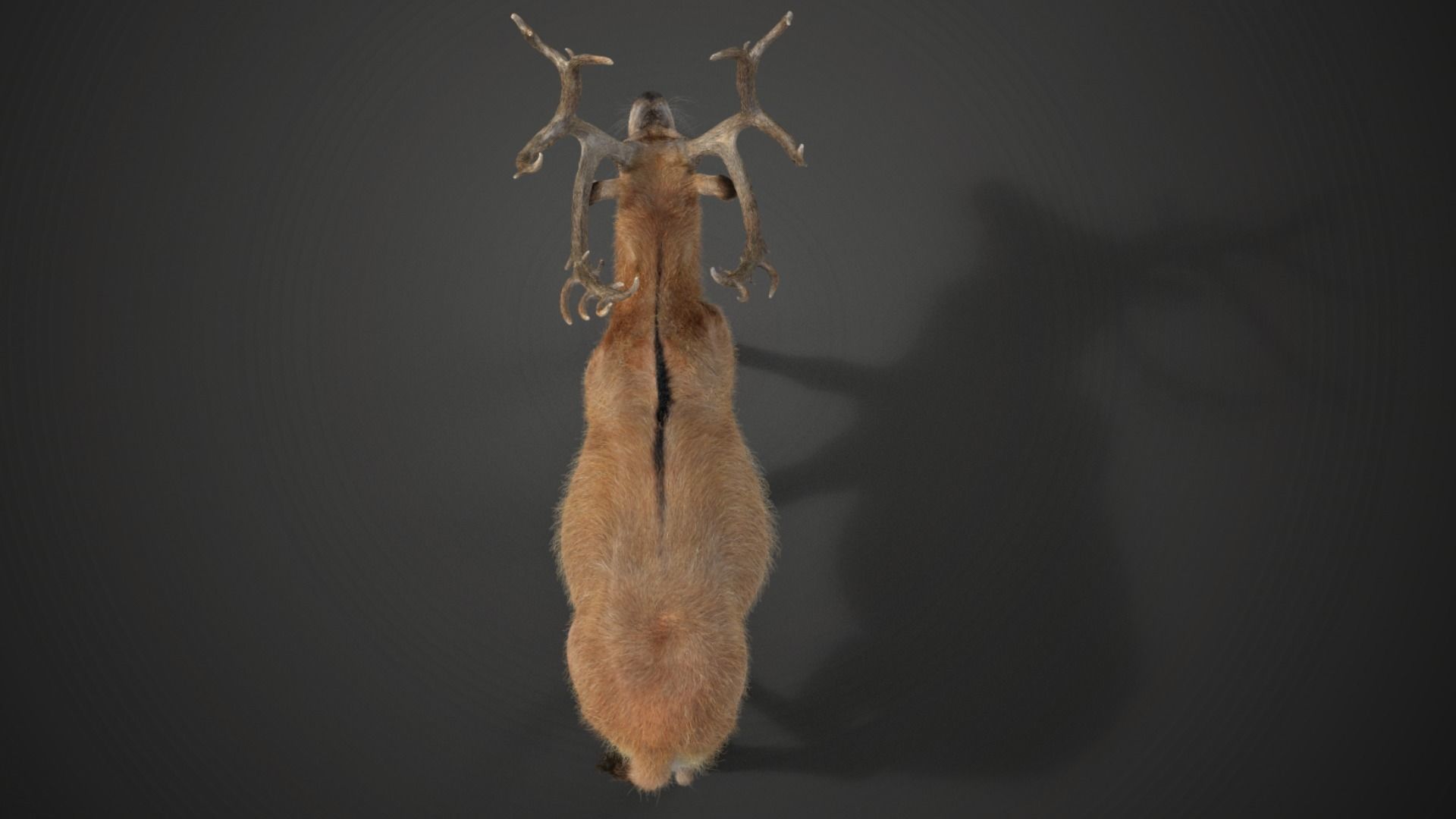Male Deer with 2 Animations  VFX Grace 3D model_8