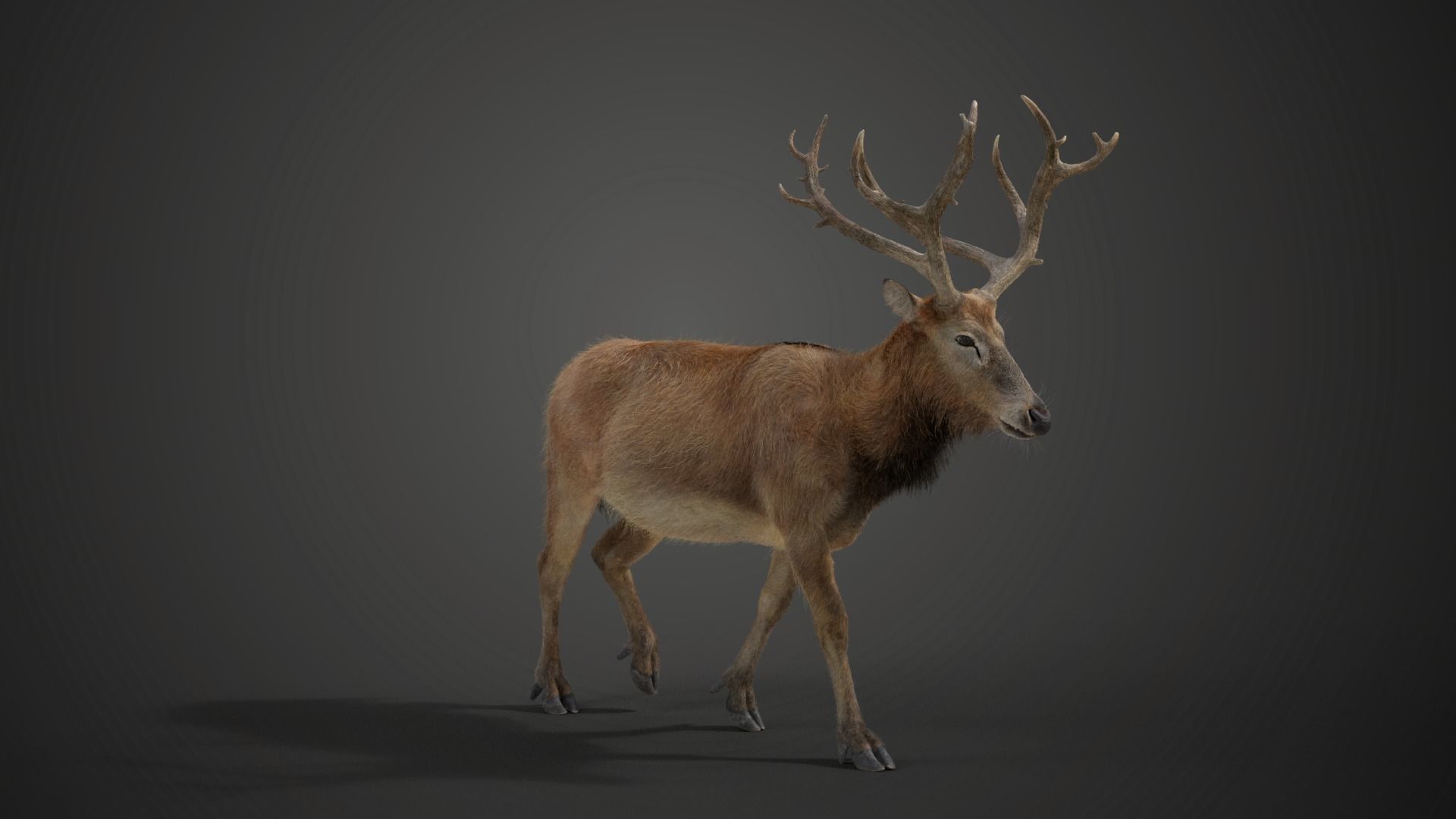 Male Deer with 2 Animations  VFX Grace 3D model_4