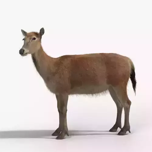 Female Deer with 4 Animations  VFX Grace 3D model