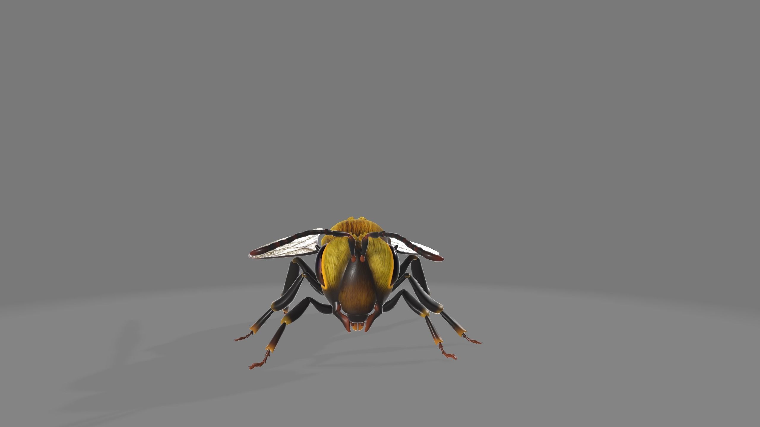 animated bee Low-poly 3D model_1