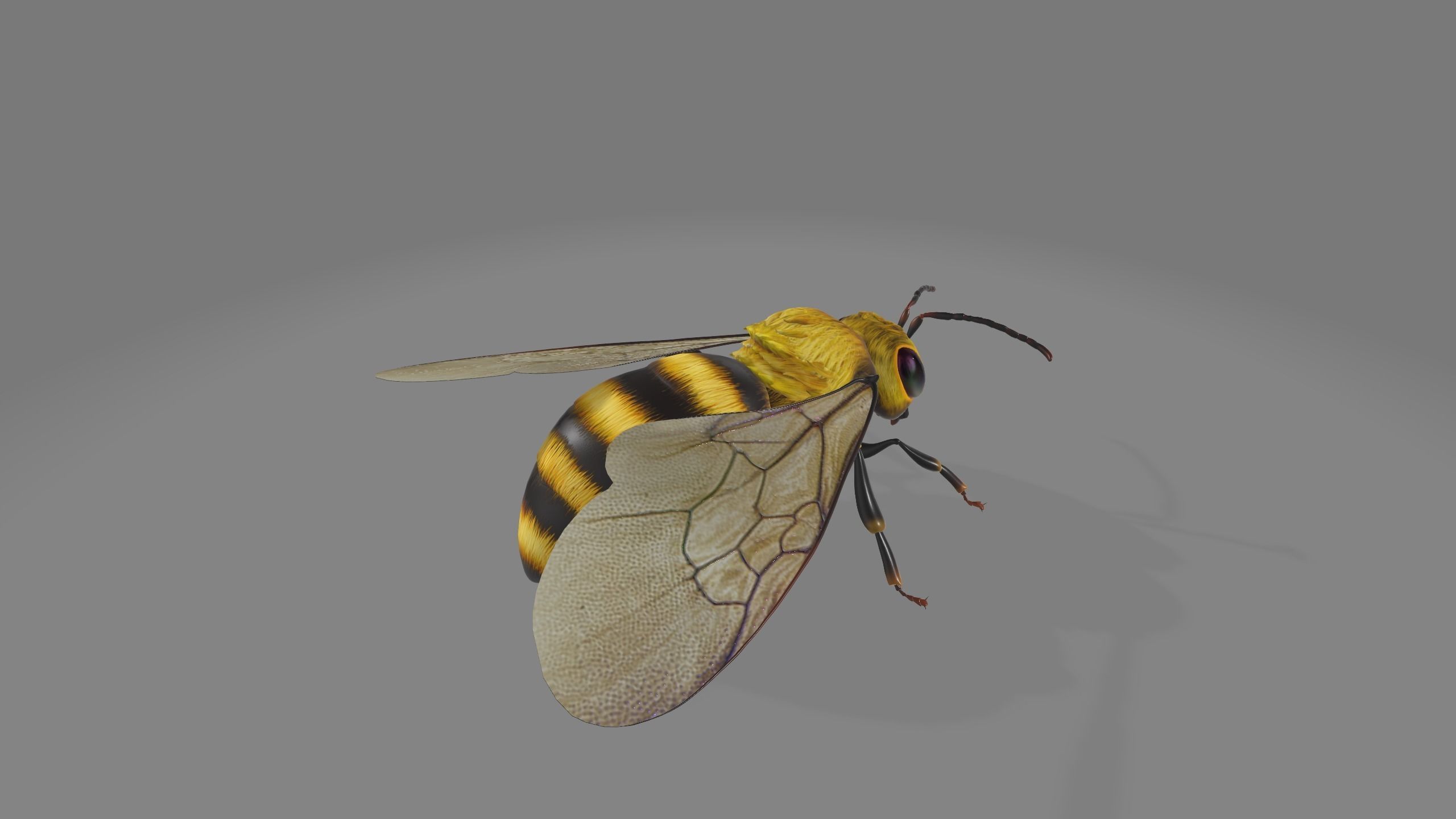 animated bee Low-poly 3D model_3