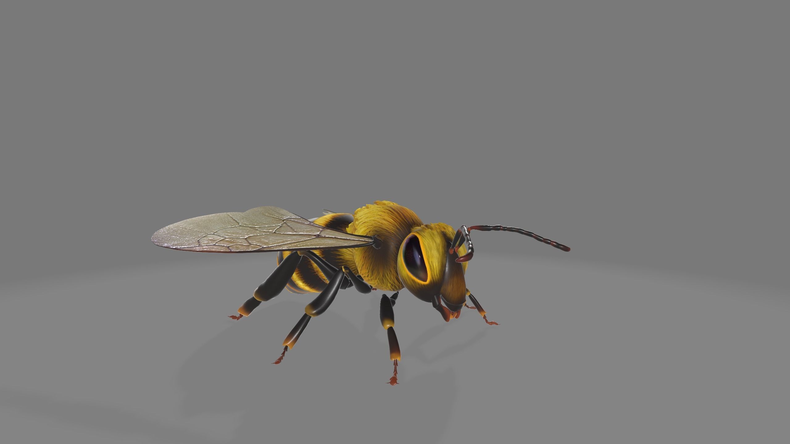 animated bee Low-poly 3D model_2