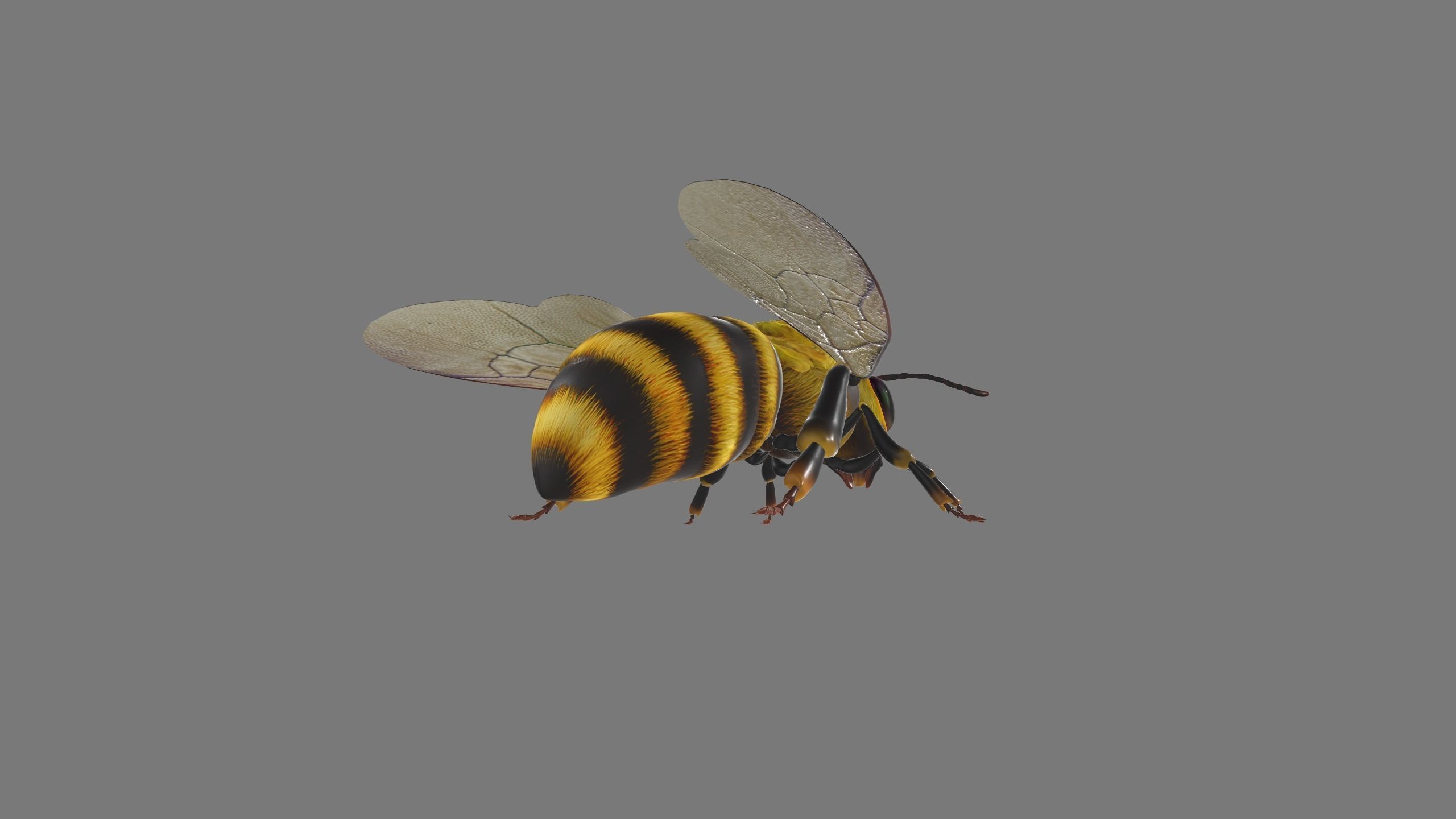 animated bee Low-poly 3D model_4