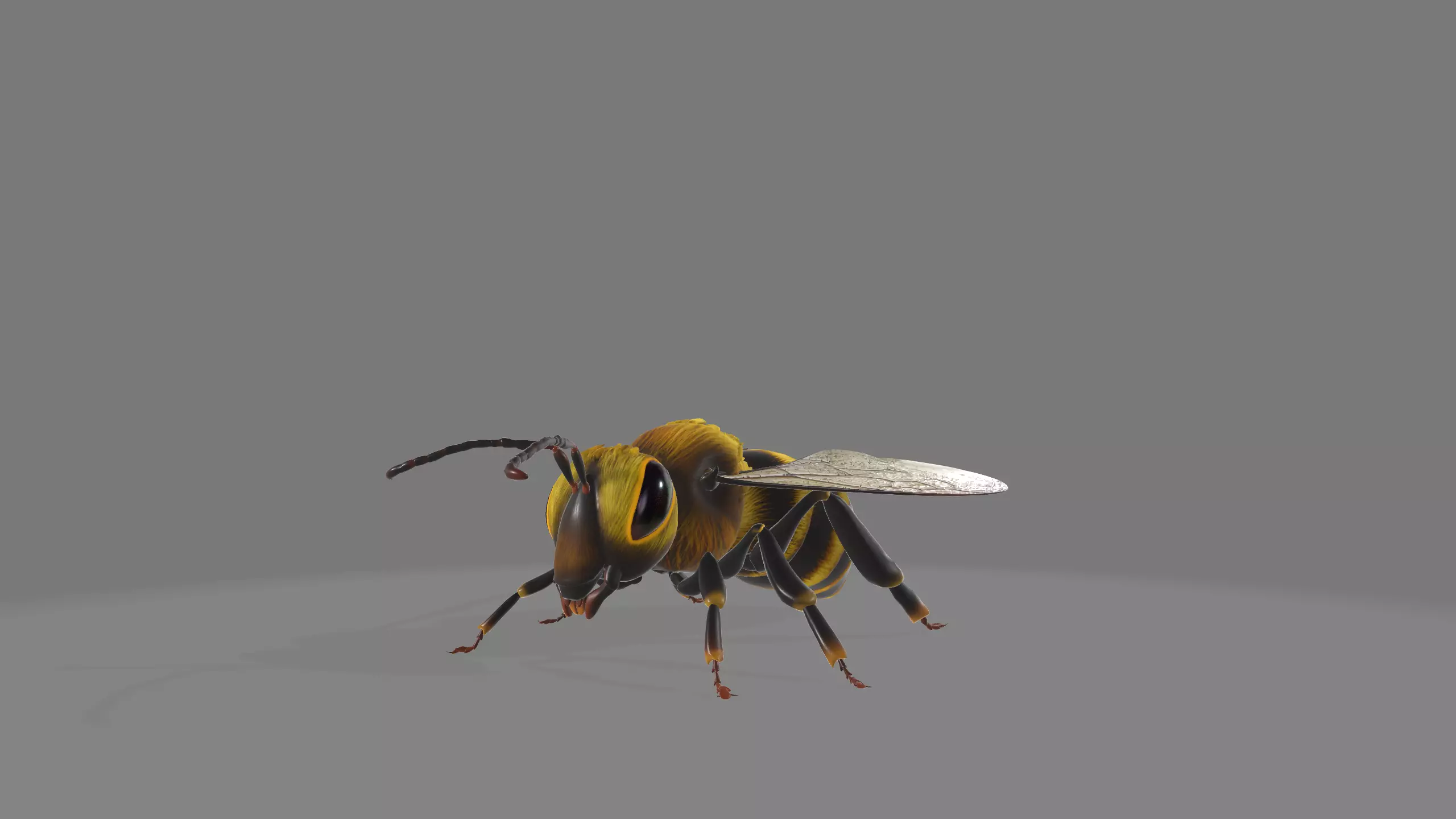 animated bee Low-poly 3D model_0