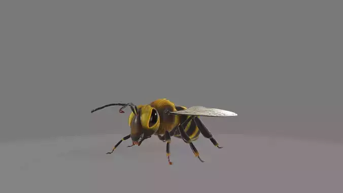 animated bee